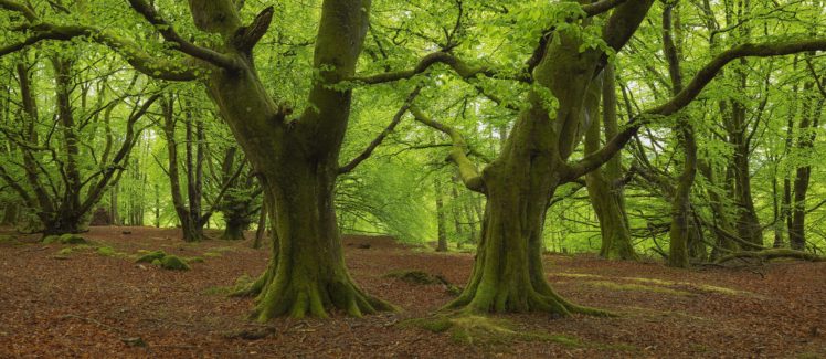 scotland, Callander, Bracklinn, Forests, Trees, View, Nature HD Wallpaper Desktop Background
