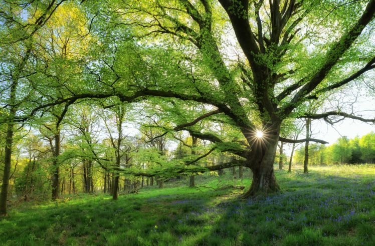 scotland, Forest, Meadow, Tree, Swing HD Wallpaper Desktop Background