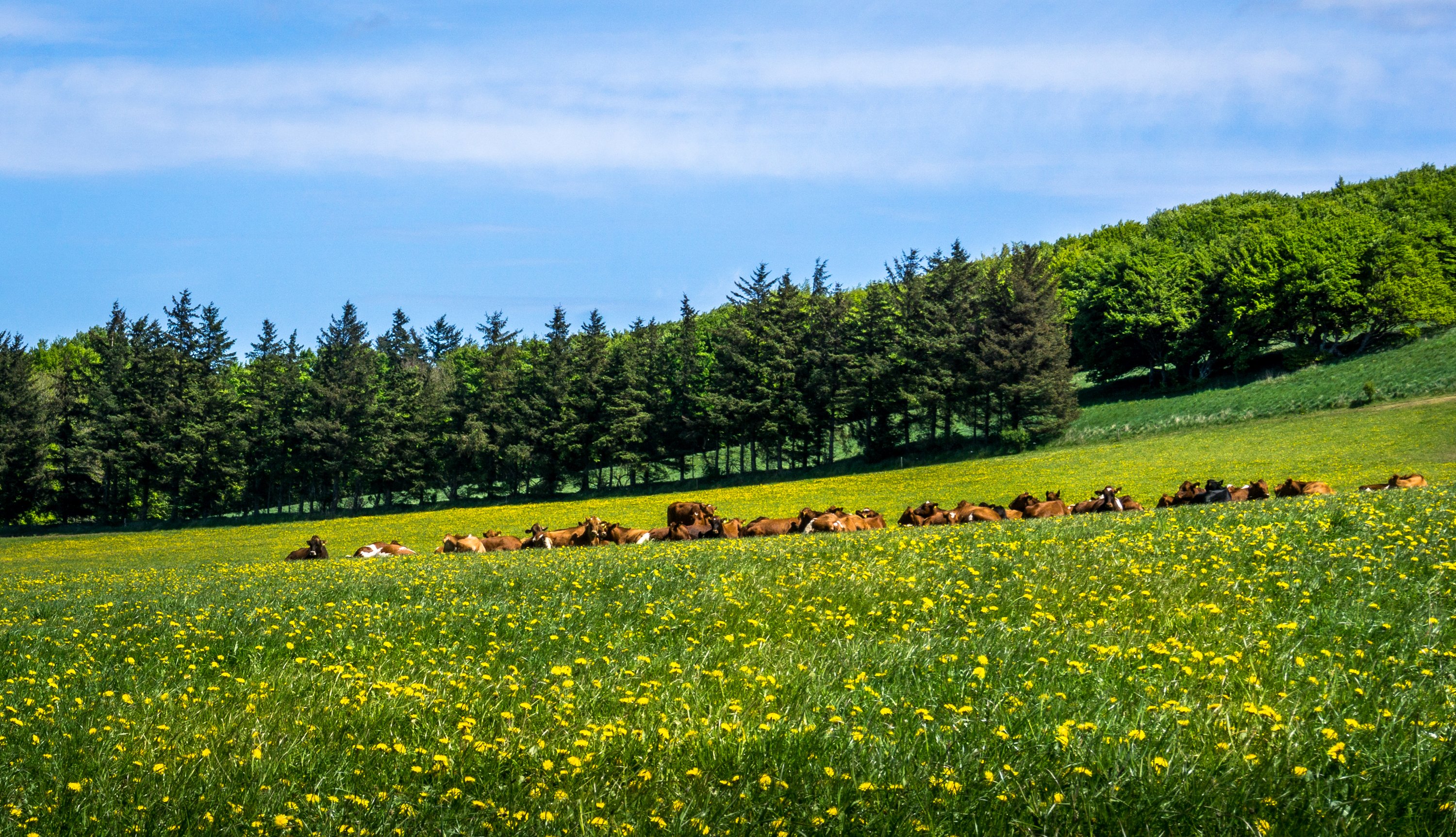 summer, Dandelions, Cow, Grasslands, Trees, Nature, Wallpapers Wallpaper