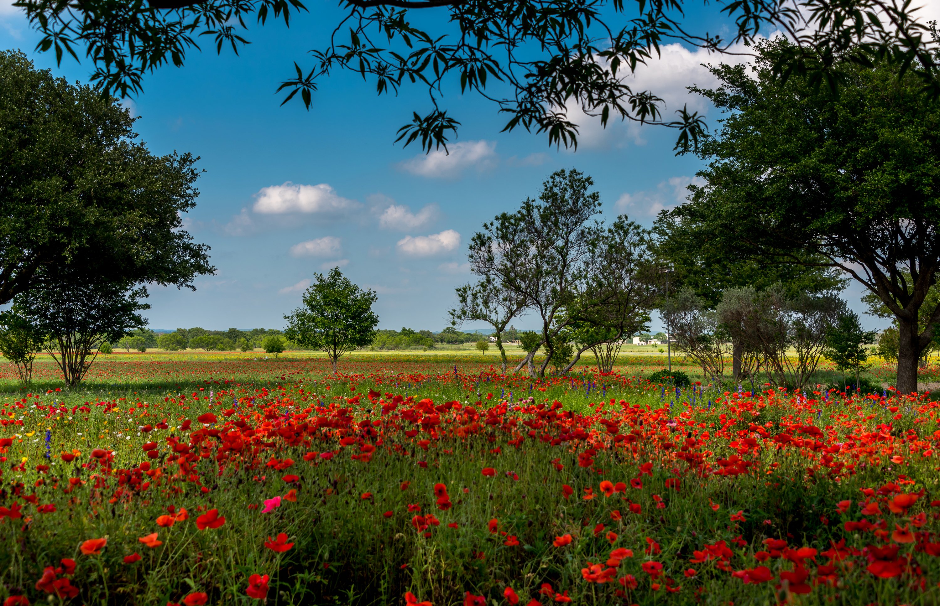 usa, Summer, Fields, Poppies, Trees, Texas, Austin, Nature, Wallpapers Wallpaper