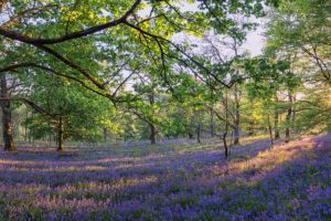 trossachs, Scotland, Forest, Trees, Meadow, Flowers, Panorama
