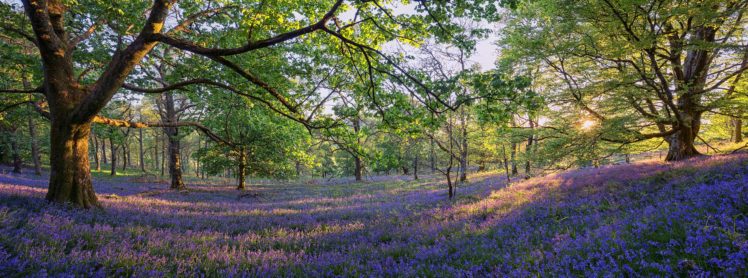 trossachs, Scotland, Forest, Trees, Meadow, Flowers, Panorama HD Wallpaper Desktop Background