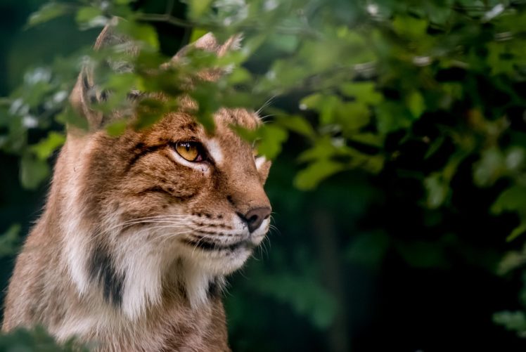 bobcat, Lynx HD Wallpaper Desktop Background