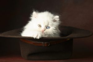 cat, Kitten, Heterochromia, Hat, Animals