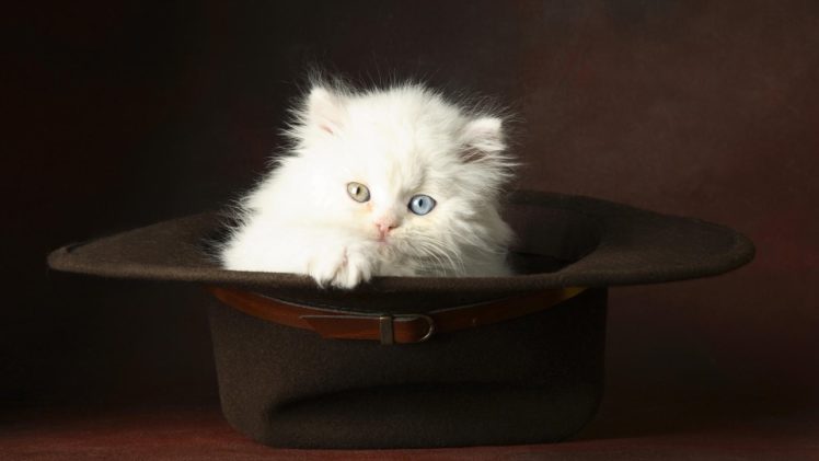 cat, Kitten, Heterochromia, Hat, Animals HD Wallpaper Desktop Background