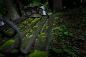 bench, Moss, Green, Macro, Nature