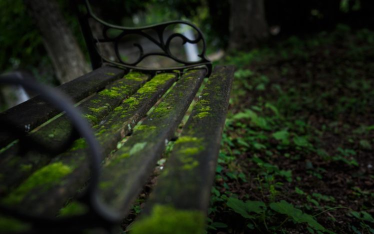 bench, Moss, Green, Macro, Nature HD Wallpaper Desktop Background