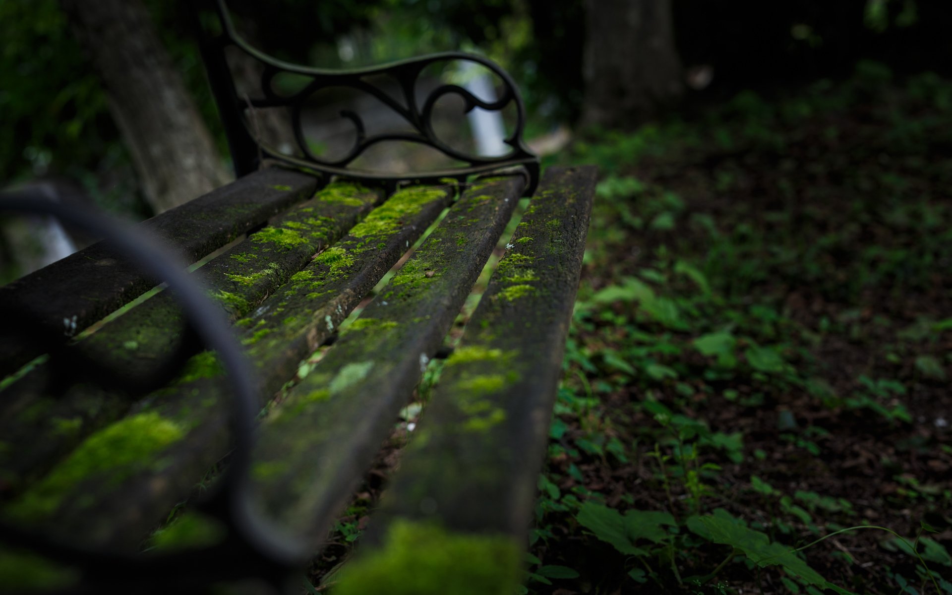 bench, Moss, Green, Macro, Nature Wallpaper
