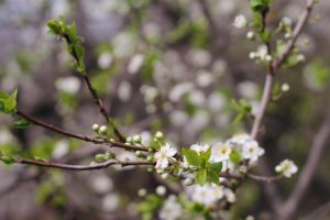cherry plum, Tree, Blossom, Flowers, Leaves, Spring