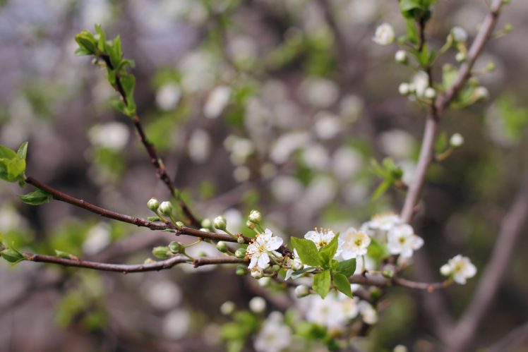 cherry plum, Tree, Blossom, Flowers, Leaves, Spring HD Wallpaper Desktop Background