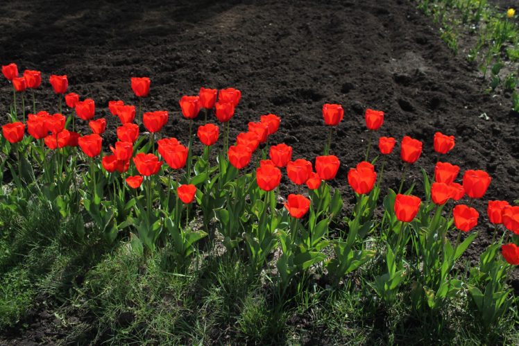 tulips, Flowers, Red, Morning, Sunlight, Bright, Spring HD Wallpaper Desktop Background