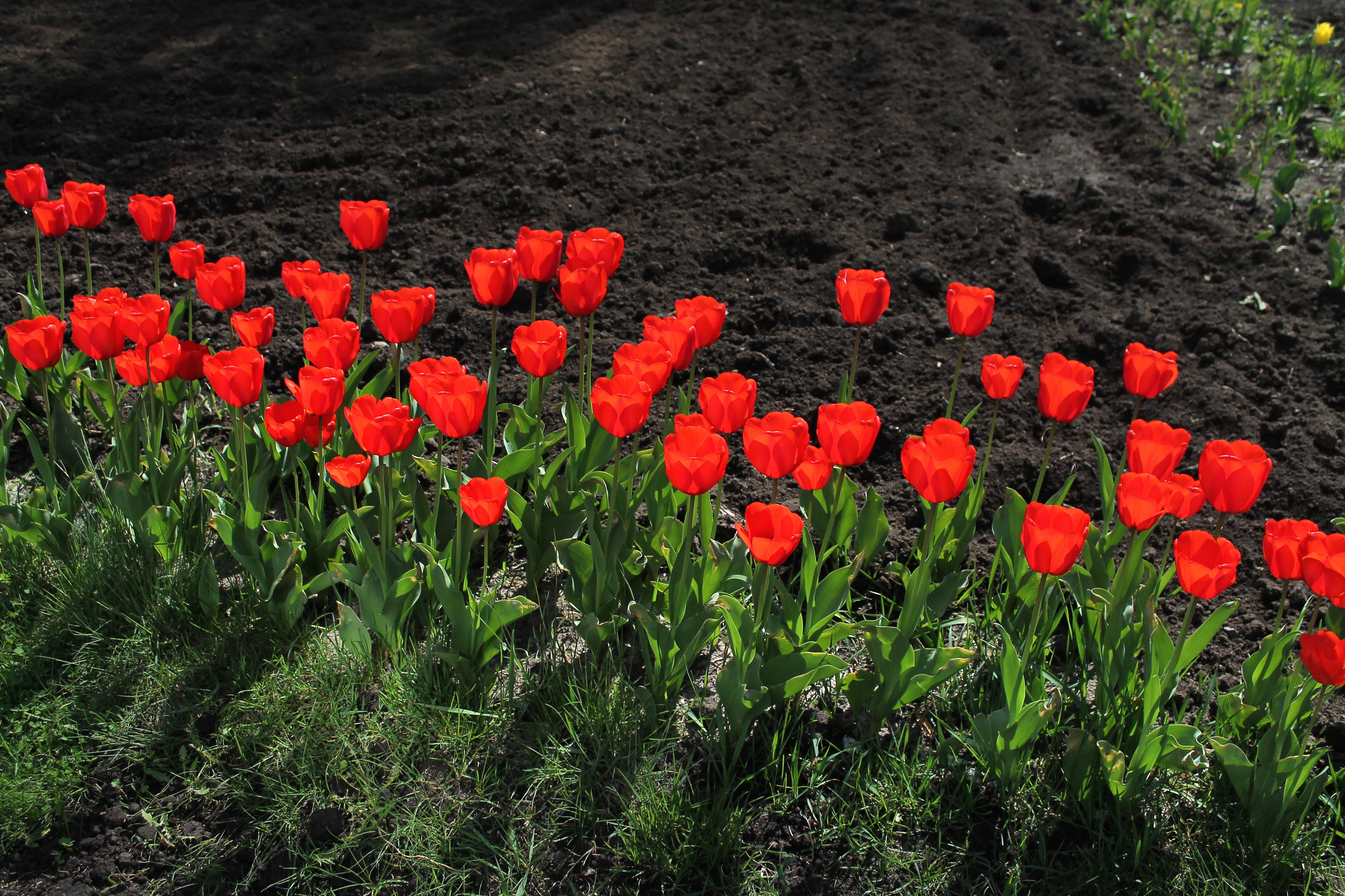 tulips, Flowers, Red, Morning, Sunlight, Bright, Spring Wallpaper