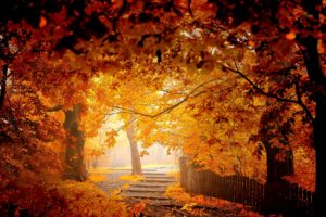 autumn, Road, Bench, Leaves, Woods, Splendor, Fall, Forest, Nature, Autumn, Splendor, Path