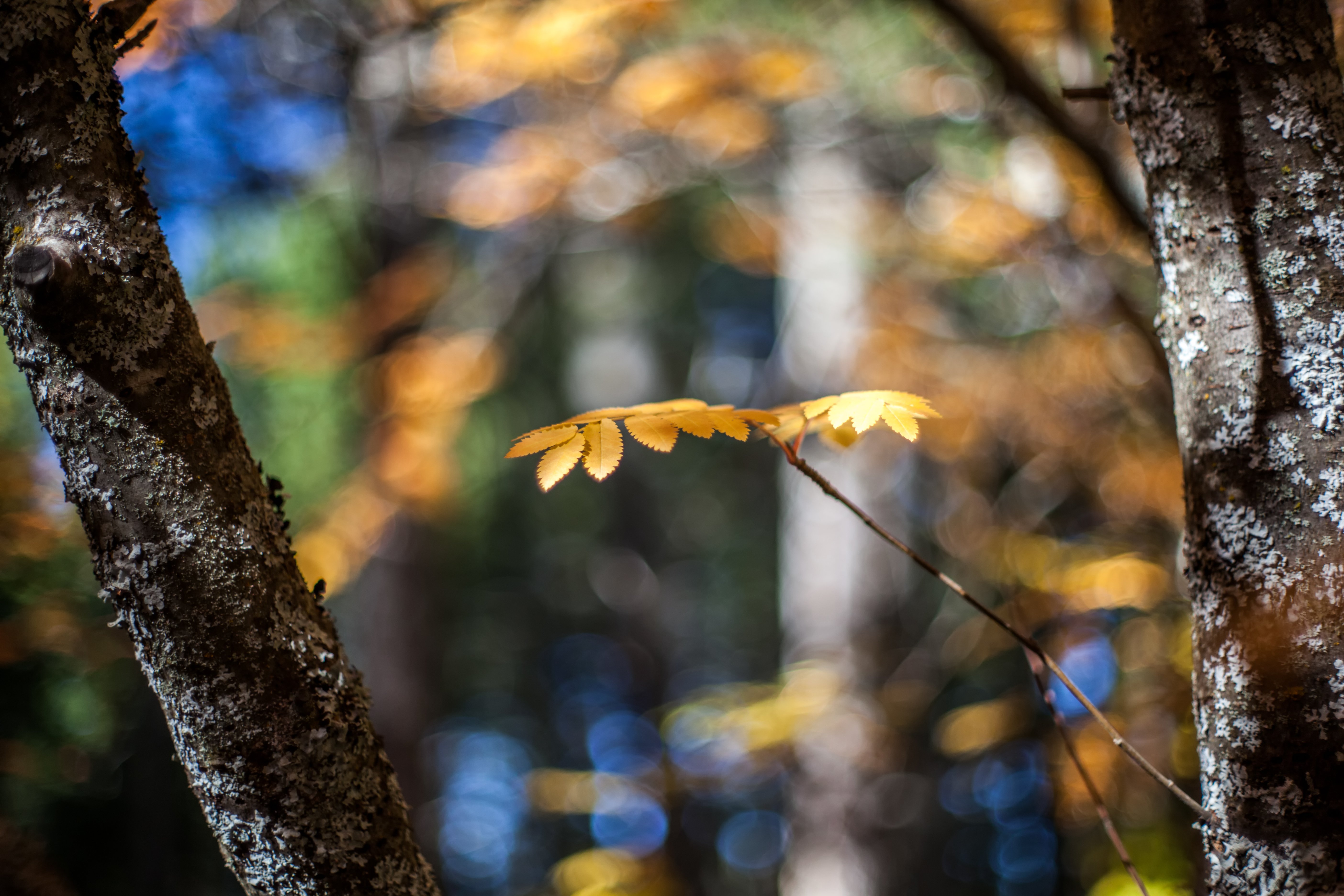 autumn, Bokeh, Autumn, Splendor, Leaves, Fall, Nature, Splendor, Lights, Trees Wallpaper