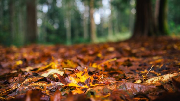 nature, Fall, Forest, Autumn, Leaves, Autumn, Splendor, Bokeh, Leaves, Woods, Autumn HD Wallpaper Desktop Background