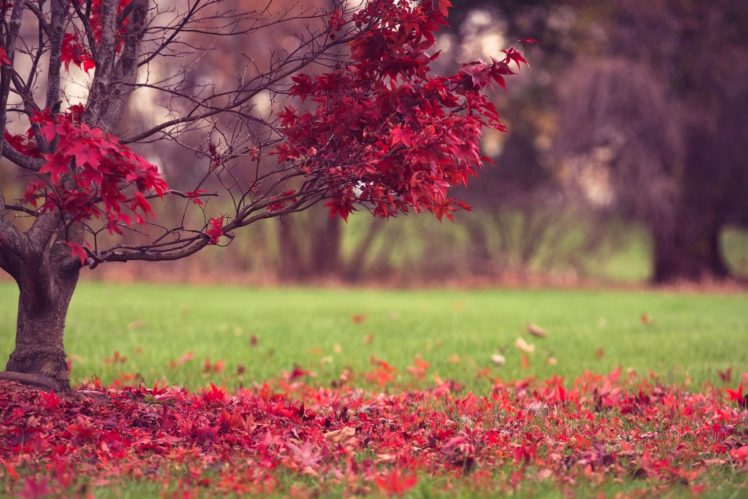 nature, Fall, Leaves, Autumn, Autumn, Splendor HD Wallpaper Desktop Background