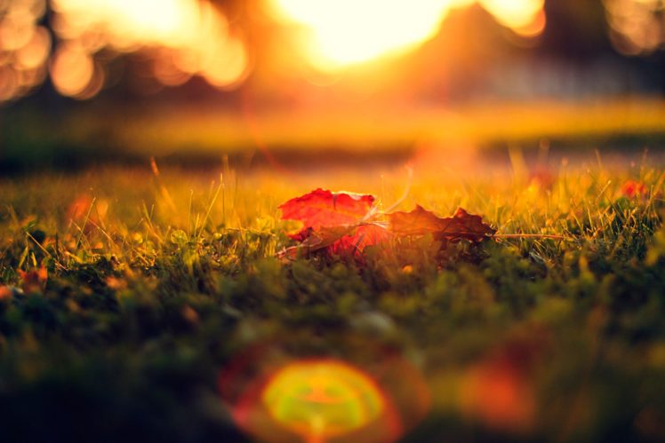 nature, Fall, Splendor, Autumn, Autumn, Splendor, Bokeh, Leaves HD Wallpaper Desktop Background