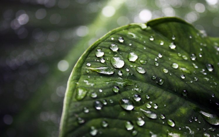 nature, Leaves, Green, Water, Drops, Macro HD Wallpaper Desktop Background