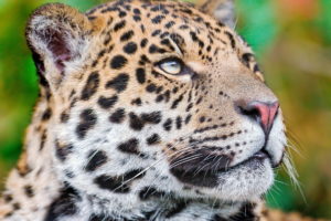big, Cats, Jaguars, Glance, Snout, Animals
