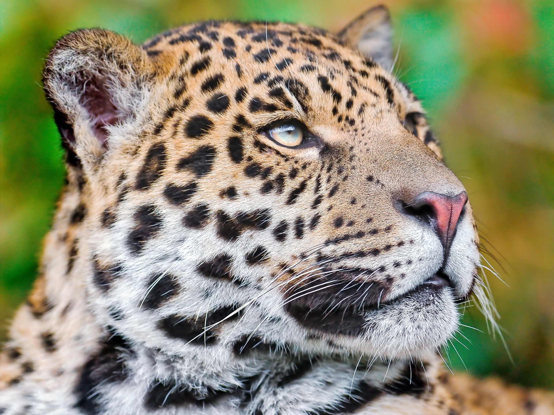 Big Cats Jaguars Glance Snout Animals Wallpapers Hd Desktop And