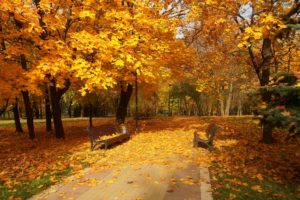 path, Walk, Park, Forest, Colors, Road, Colorful, Nature, Fall, Trees, Autumn, Splendor, Autum, Leaves