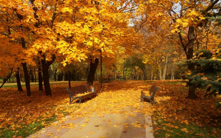 path, Walk, Park, Forest, Colors, Road, Colorful, Nature, Fall, Trees, Autumn, Splendor, Autum, Leaves HD Wallpaper Desktop Background