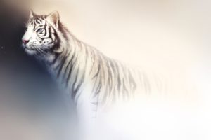 tiger, White, Wild, Cat, Art, Background, Predator, Light