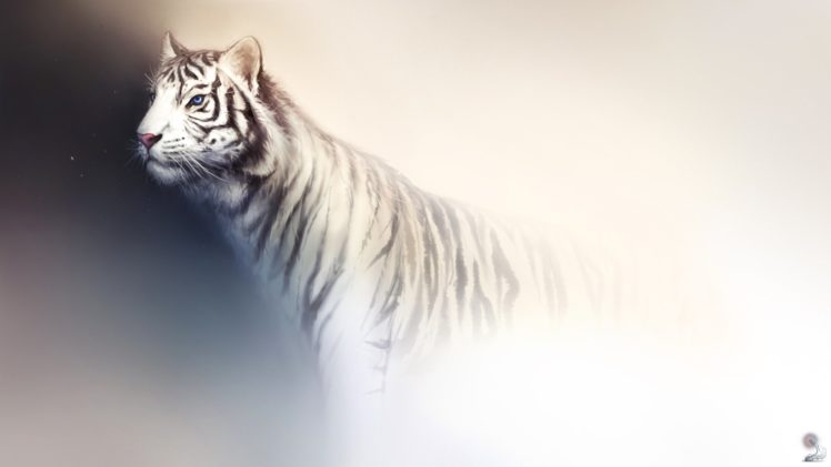 tiger, White, Wild, Cat, Art, Background, Predator, Light HD Wallpaper Desktop Background