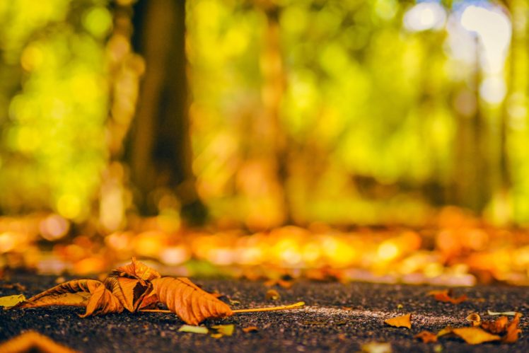splendor, Fall, Nature, Bokeh, Autumn, Splendor, Autumn, Leaves, Autumn HD Wallpaper Desktop Background