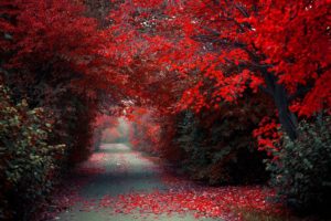 trees, Alley, Forest, Autumn, Autumn, Splendor, Path, Woods, Nature, Fall