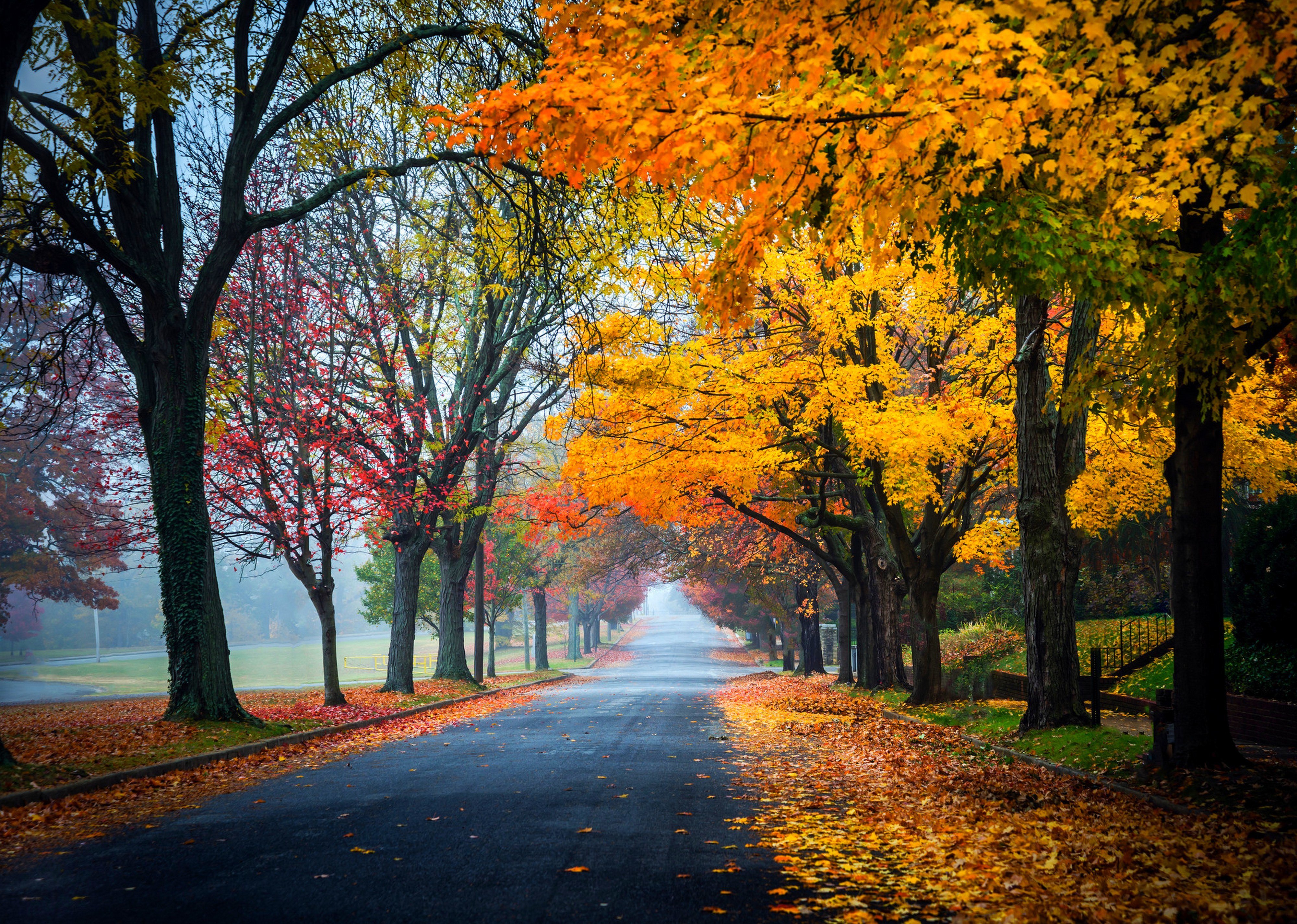 trees, Path, Road, Nature, Fall, Leaves, Autumn, Splendor, Autumn