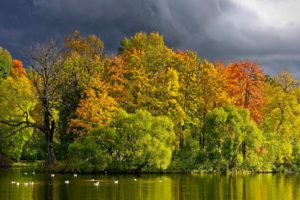view, Lake, Grass, Leaves, Autumn, Splendor, Beautiful, Water, Trees, Peaceful, Splendor, Beauty, Clouds, Landscape, Autumn, Colors, Nature, Tree, Green, Forest, Birds, Storm, Sky, Woodland, Wood, Autumn, Leave