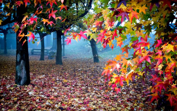 view, Lovely, Fall, Leaves, Bench, Magic, Autumn, Splendor, Beautiful ...