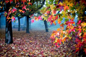 view, Lovely, Fall, Leaves, Bench, Magic, Autumn, Splendor, Beautiful, Trees, Peaceful, Colorful, Splendor, Beauty, Landscape, Woods, Autumn, Colors, Nature, Tree, Colors, Forest, Carpet, Of, Leaves, Autumn, Ca