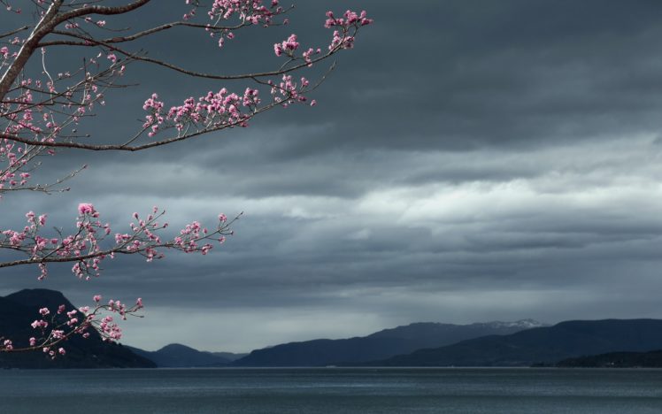 cherry, Blossom, Flowers, Tree, Lake HD Wallpaper Desktop Background
