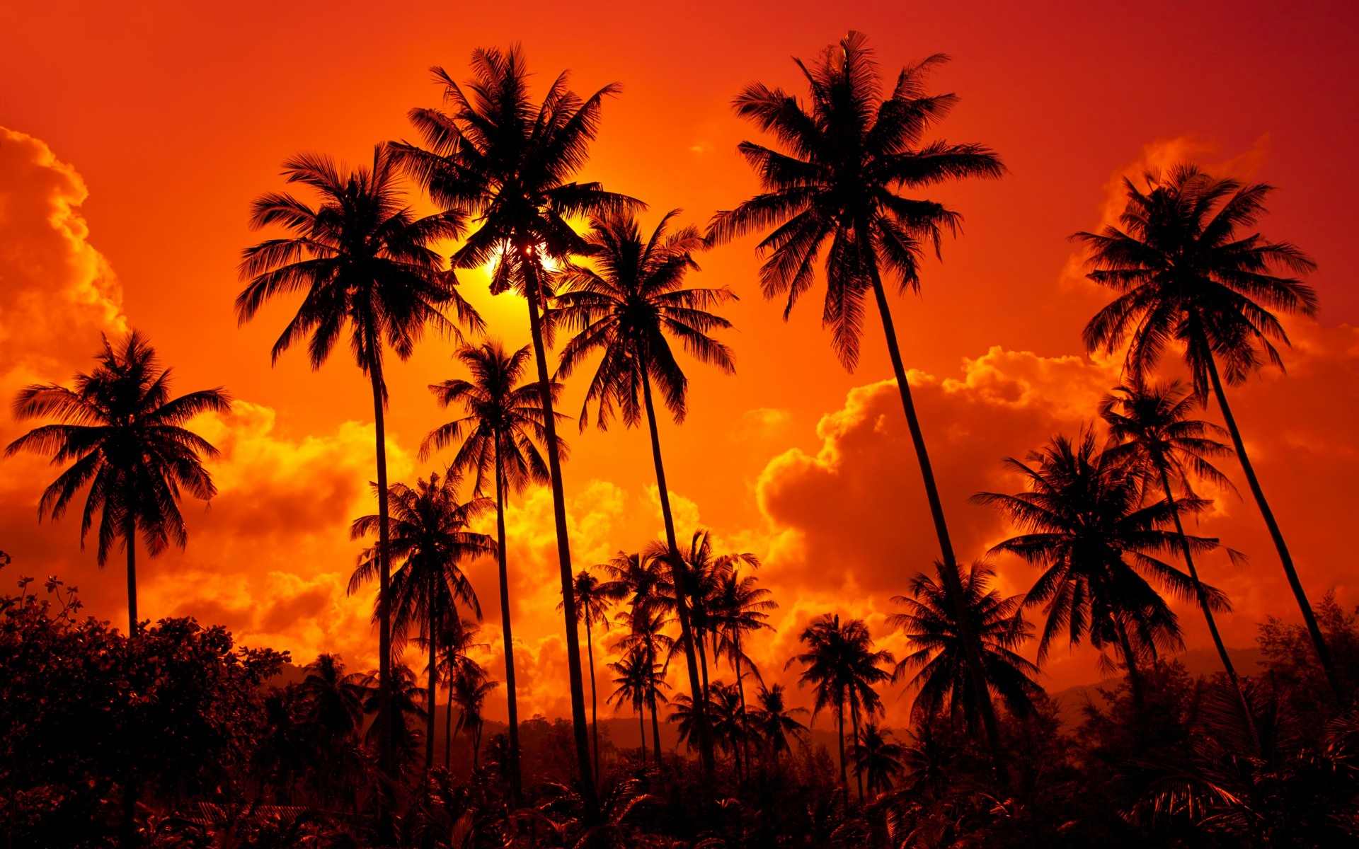 Coconut, Palms, Sand, Beach, Sunset, , Thailand, Beautiful, Nature