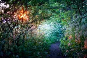 flowers, Path, Trail, Sunlight