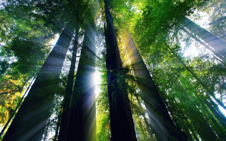 forest, Light, Rays, Summer HD Wallpaper Desktop Background
