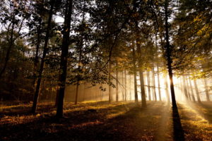 forests, Trees, Rays, Sunlight