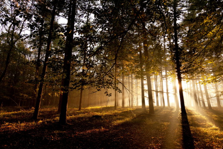 forests, Trees, Rays, Sunlight HD Wallpaper Desktop Background