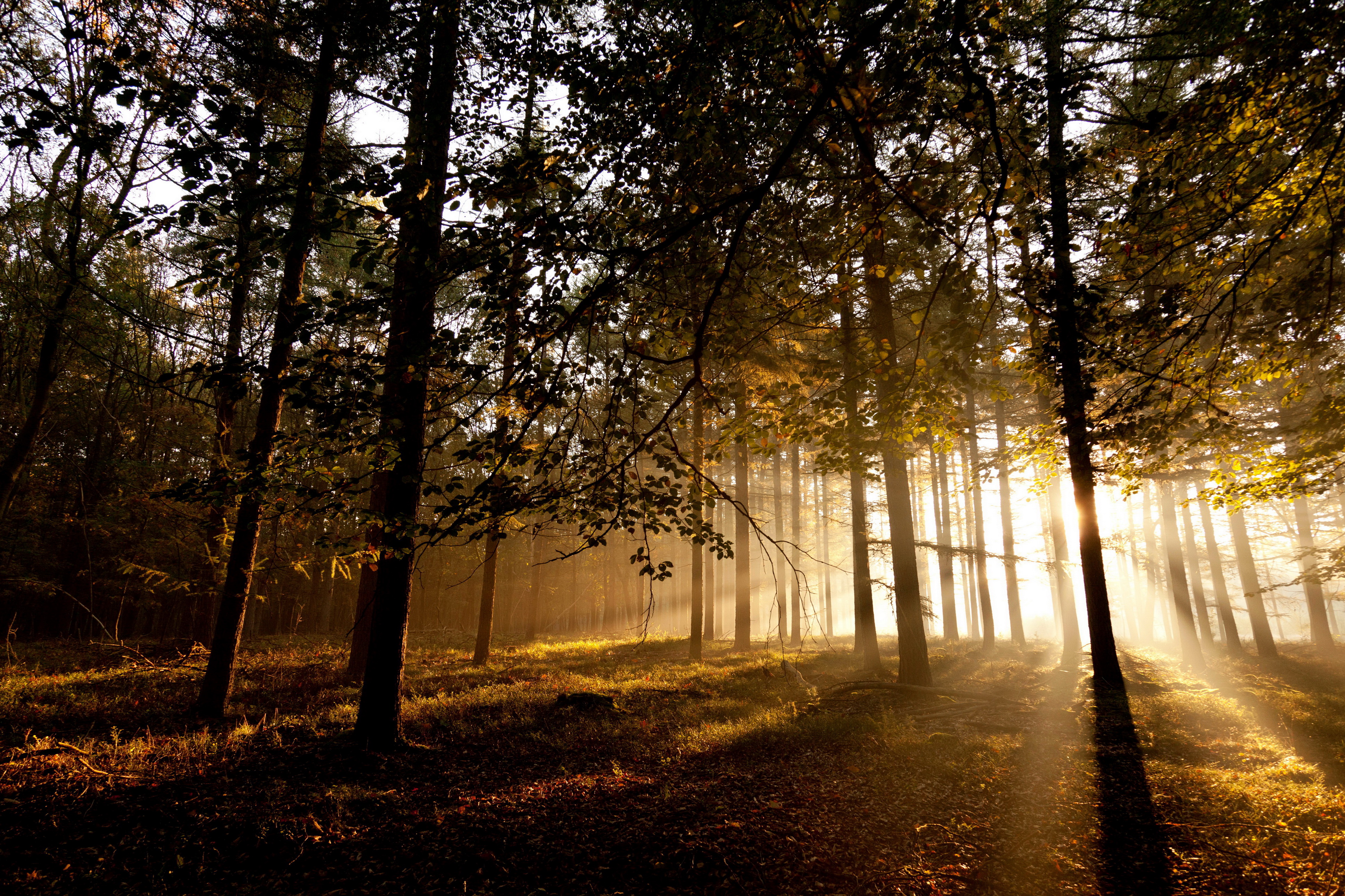 forests, Trees, Rays, Sunlight Wallpaper