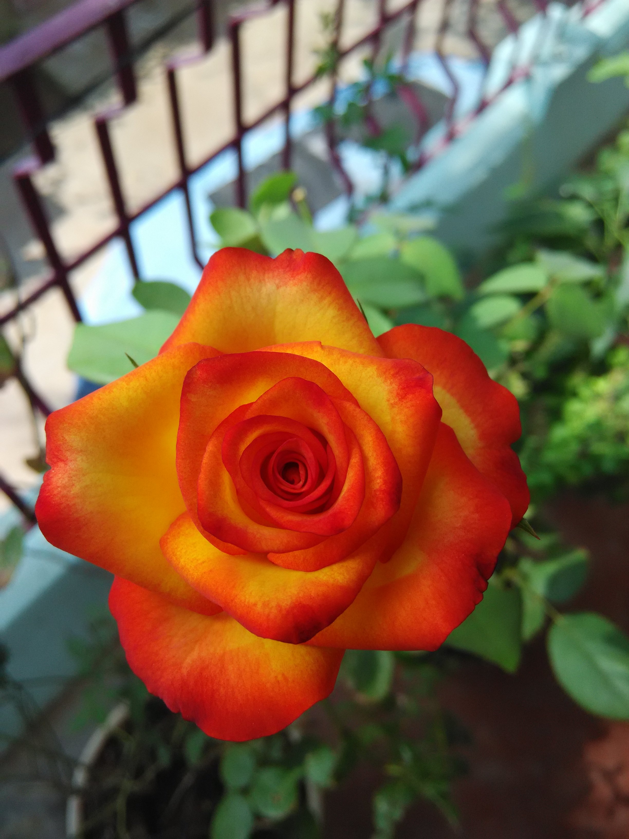 rose Wallpaper