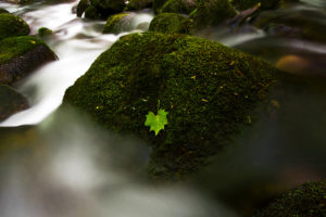leaf, Moss, Rocks, Stones, Stream