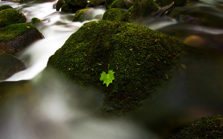leaf, Moss, Rocks, Stones, Stream HD Wallpaper Desktop Background
