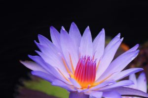 lotus, Flower