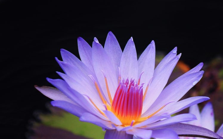 lotus, Flower HD Wallpaper Desktop Background