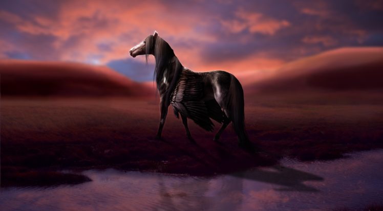 magical, Animals, Pegasus, Black, Fantasy, Horse HD Wallpaper Desktop Background