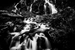 stream, Bw, Forest, River