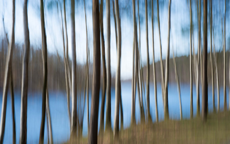 stripes, Trees HD Wallpaper Desktop Background