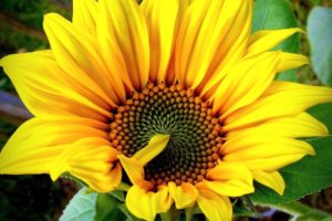 sunflowers, Sunflower, Flower, Leaves